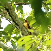 Cream-colored Woodpecker