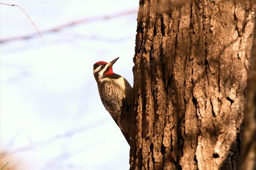 Yellow-bellied Sapsucker