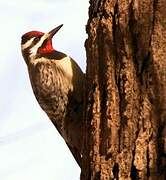 Yellow-bellied Sapsucker