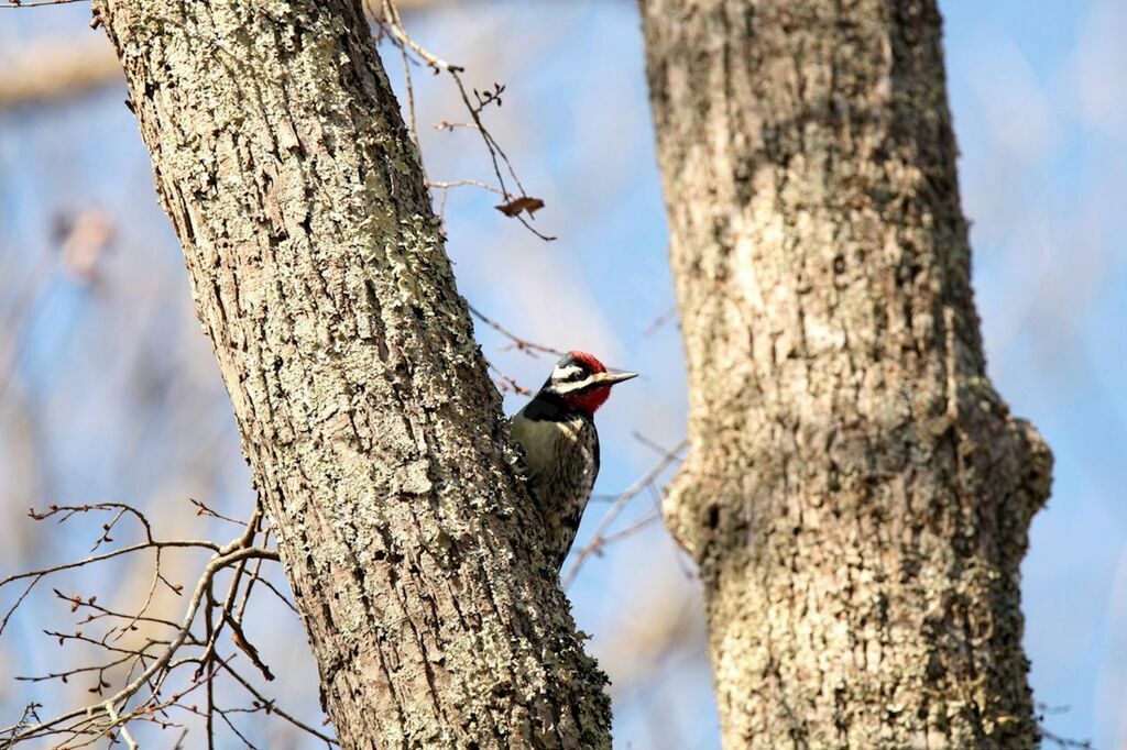 Yellow-bellied Sapsucker