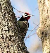 Yellow-bellied Sapsucker