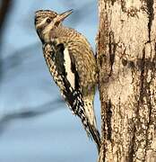 Yellow-bellied Sapsucker