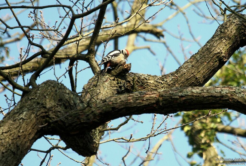 Middle Spotted Woodpeckeradult breeding