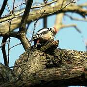 Middle Spotted Woodpecker