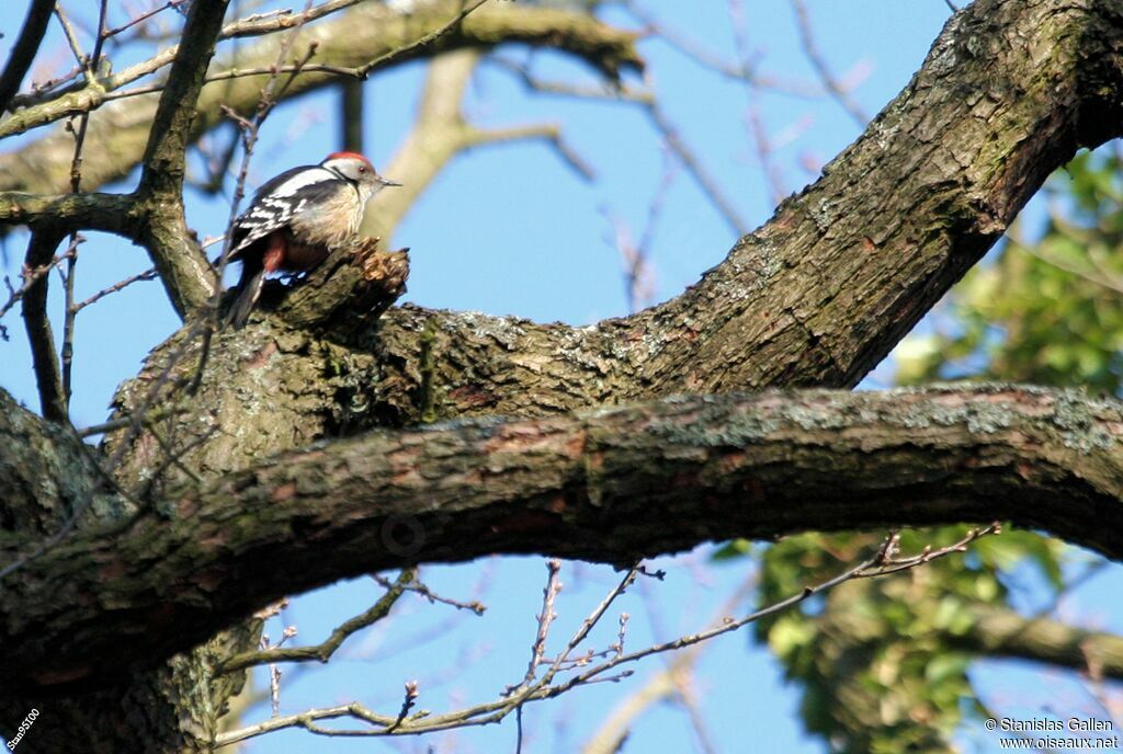 Middle Spotted Woodpeckeradult breeding