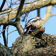 Middle Spotted Woodpecker