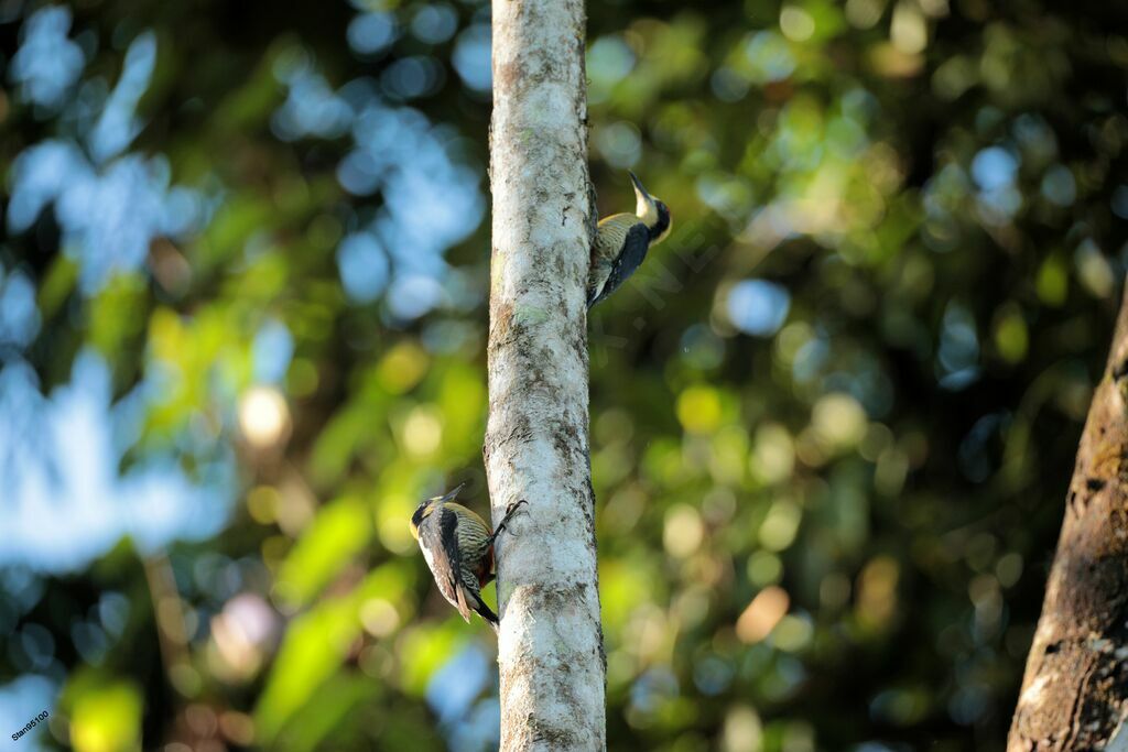 Golden-naped Woodpeckeradult breeding