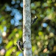 Golden-naped Woodpecker