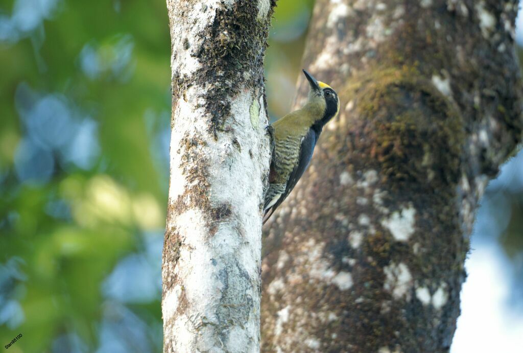 Golden-naped Woodpecker female adult