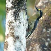 Golden-naped Woodpecker