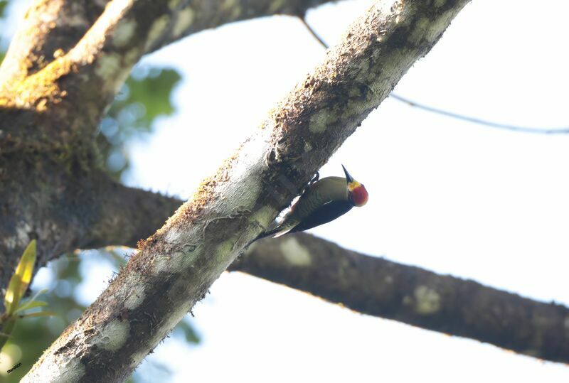 Golden-naped Woodpecker male adult breeding