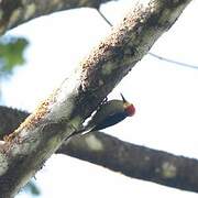 Golden-naped Woodpecker