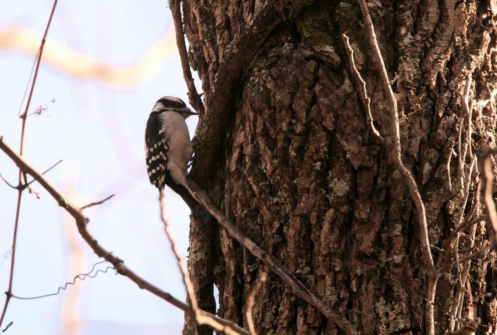 Downy Woodpecker