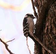 Downy Woodpecker