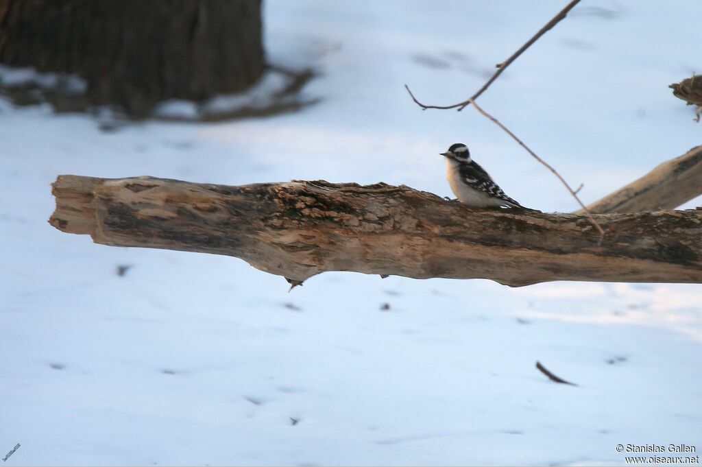 Downy Woodpecker female adult transition