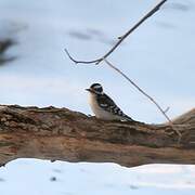 Downy Woodpecker