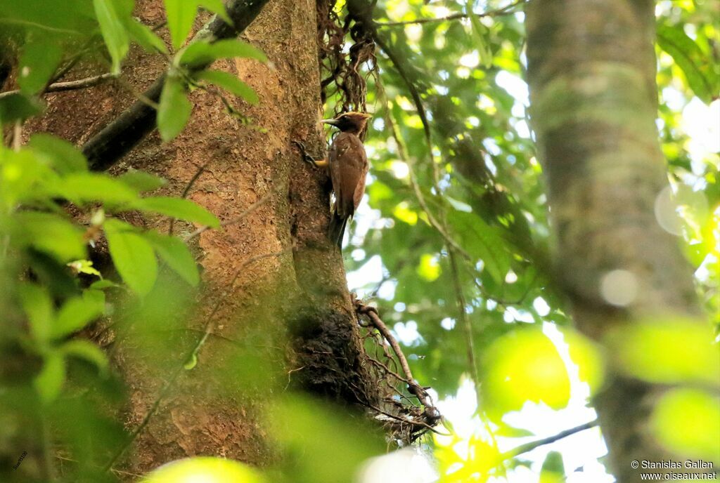 Chestnut Woodpeckeradult, eats