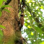 Chestnut Woodpecker