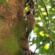 Chestnut Woodpecker