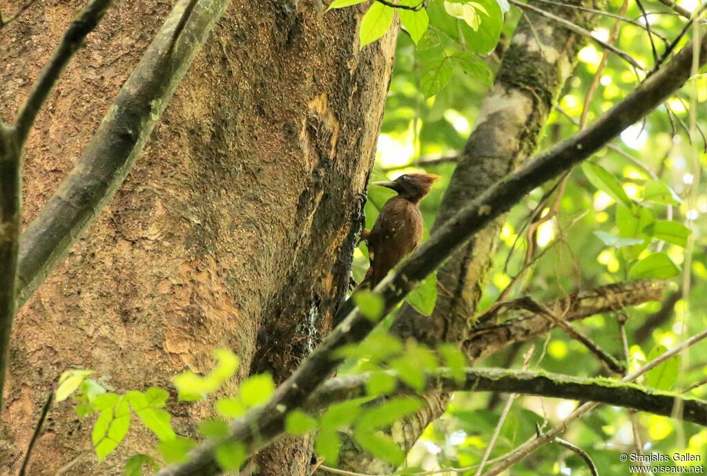 Chestnut Woodpecker