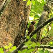 Chestnut Woodpecker