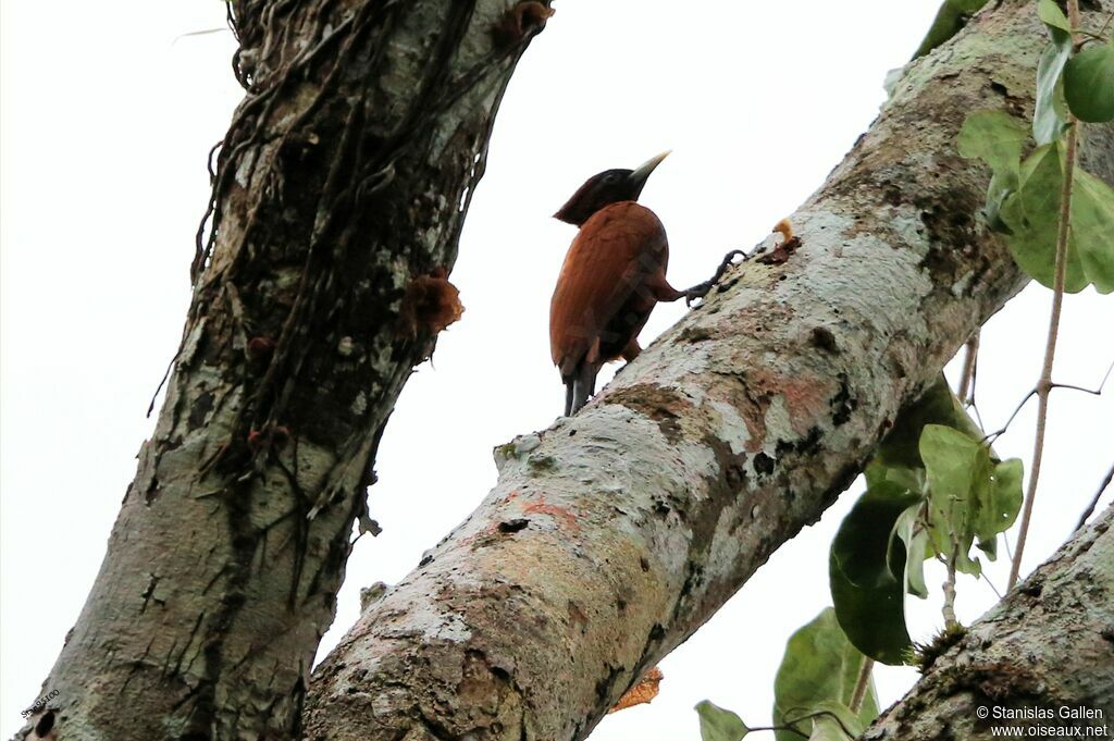 Chestnut Woodpeckeradult