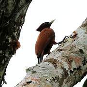 Chestnut Woodpecker