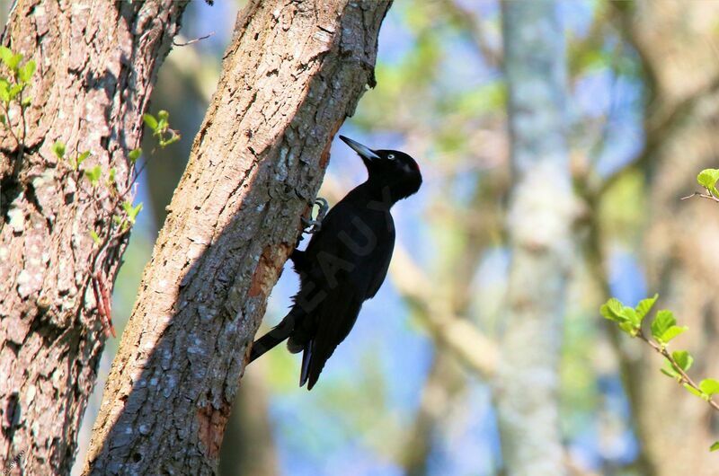 Black Woodpecker female adult, eats