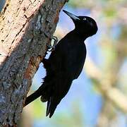 Black Woodpecker