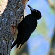 Black Woodpecker