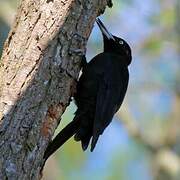 Black Woodpecker