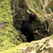 Black Woodpecker