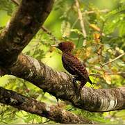 Waved Woodpecker