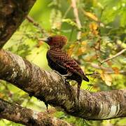 Waved Woodpecker