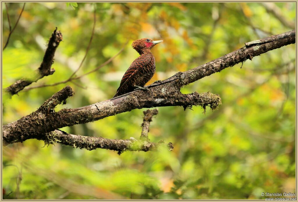 Waved Woodpeckeradult