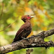 Waved Woodpecker