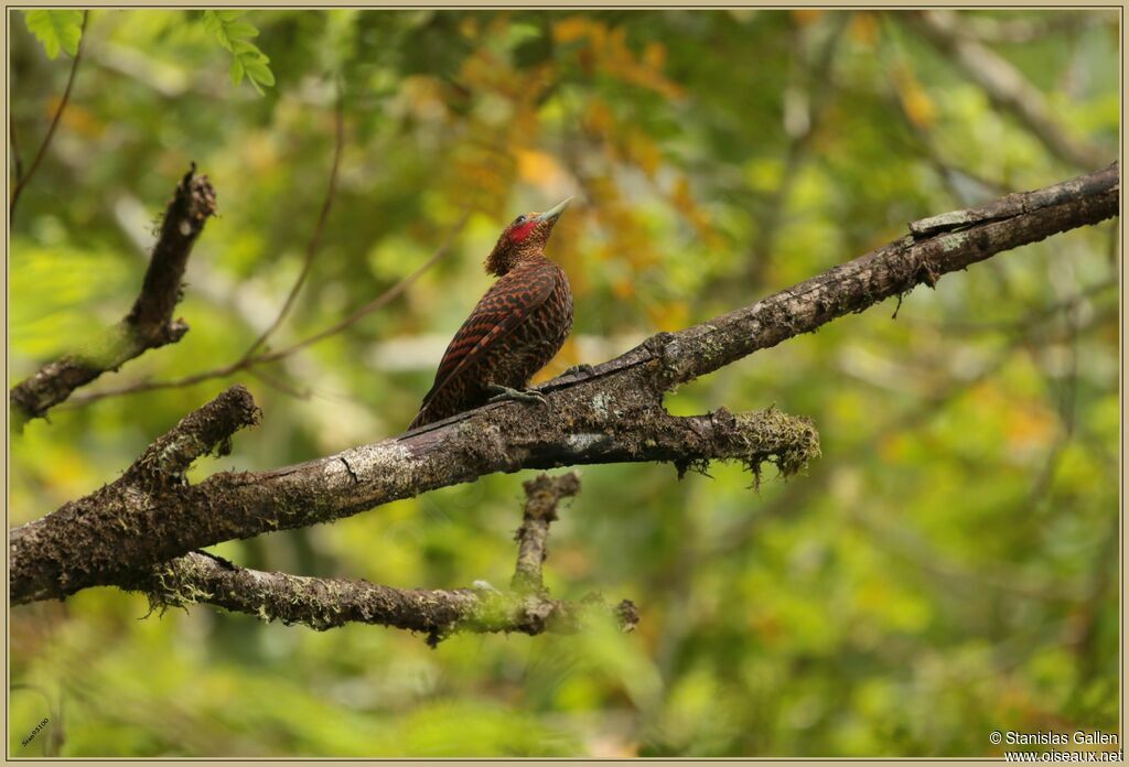 Waved Woodpeckeradult