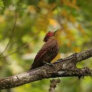 Waved Woodpecker