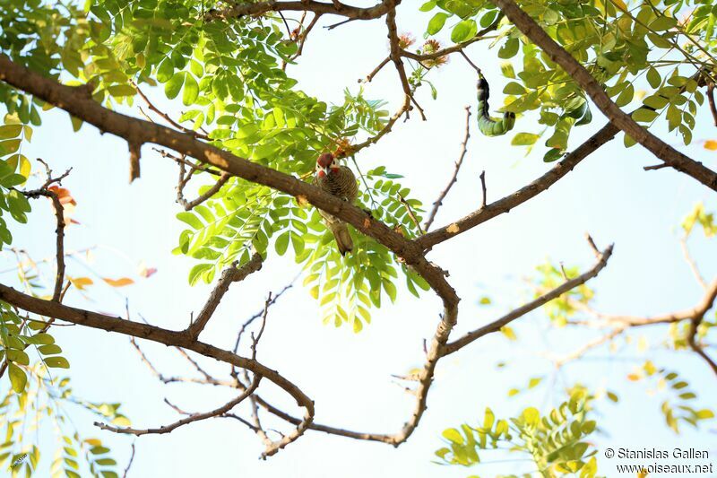 Golden-olive Woodpeckeradult