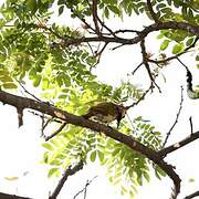 Golden-olive Woodpecker