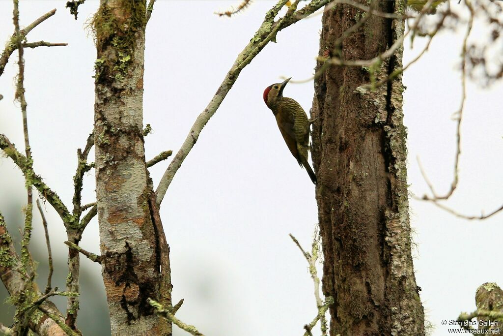 Golden-olive Woodpeckeradult