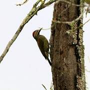 Golden-olive Woodpecker