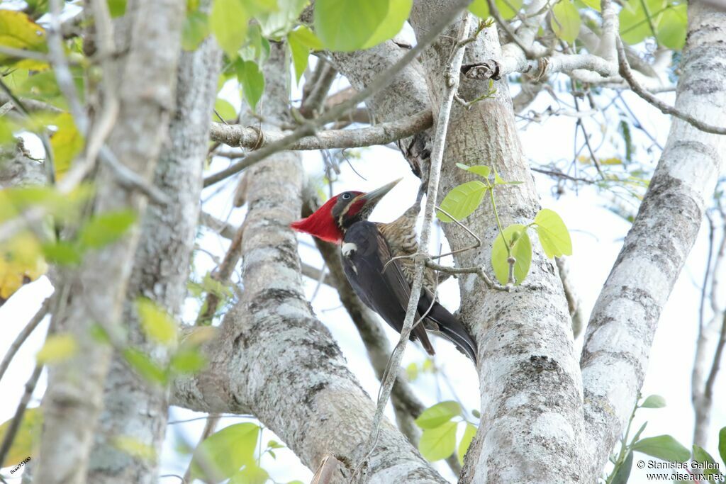 Lineated Woodpeckeradult