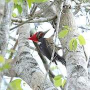 Lineated Woodpecker