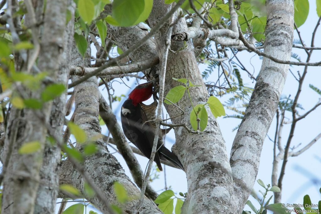 Lineated Woodpeckeradult, fishing/hunting, eats