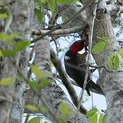 Lineated Woodpecker