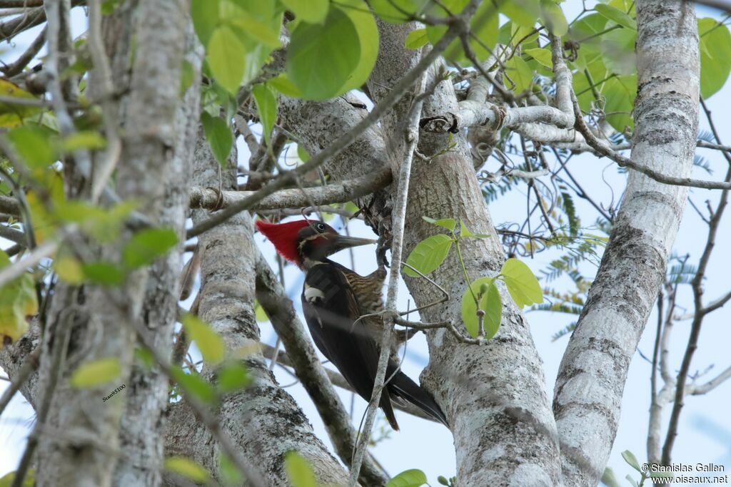 Lineated Woodpeckeradult, fishing/hunting