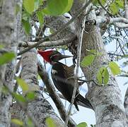 Lineated Woodpecker