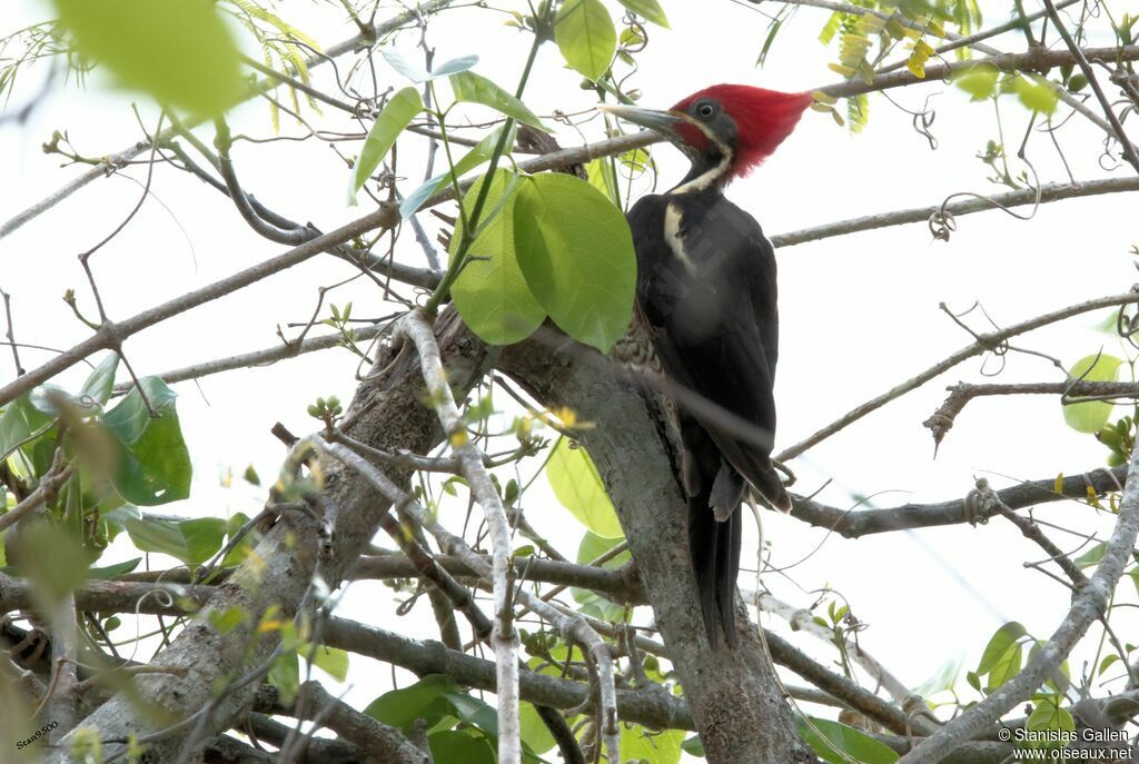 Lineated Woodpeckeradult