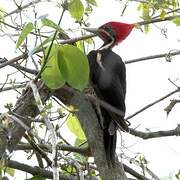 Lineated Woodpecker